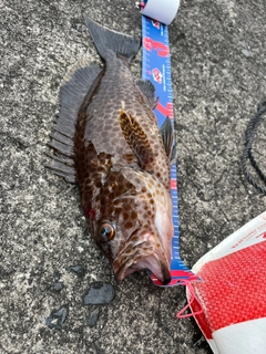 オオモンハタの釣果