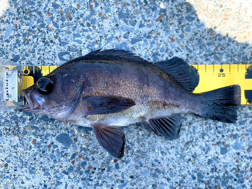 メバルの釣果