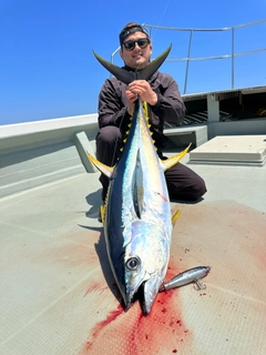 キハダマグロの釣果