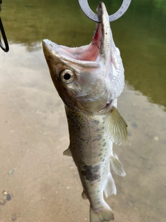 ヤマメの釣果