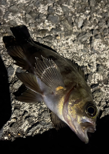 メバルの釣果