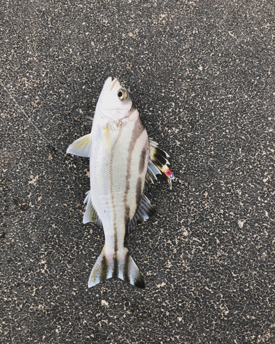 クワガナーの釣果