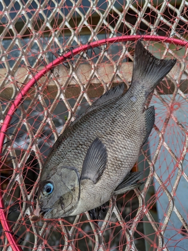 メジナの釣果