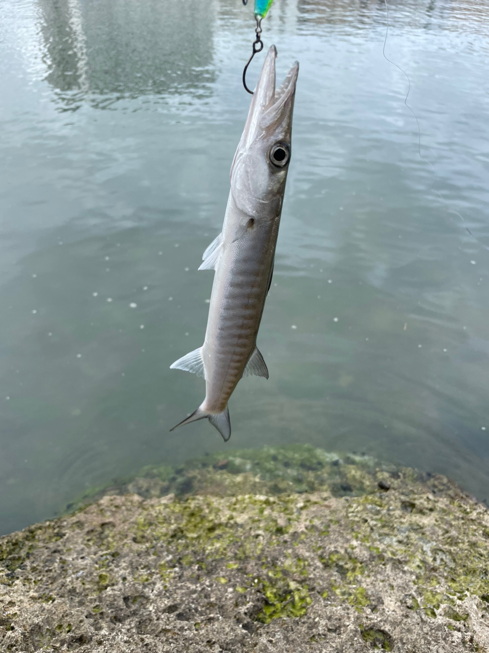 カマス