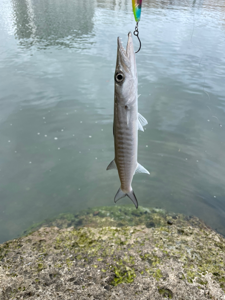 カマス