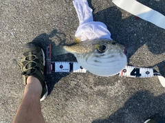 オキナワフグの釣果