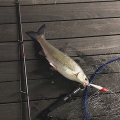 ウグイの釣果