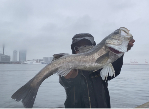 スズキの釣果