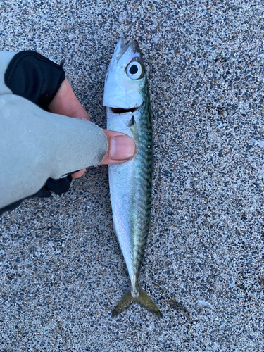 サバの釣果