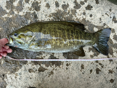 スモールマウスバスの釣果