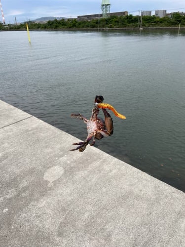 イシガニの釣果