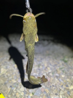 マナマズの釣果