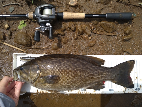 スモールマウスバスの釣果