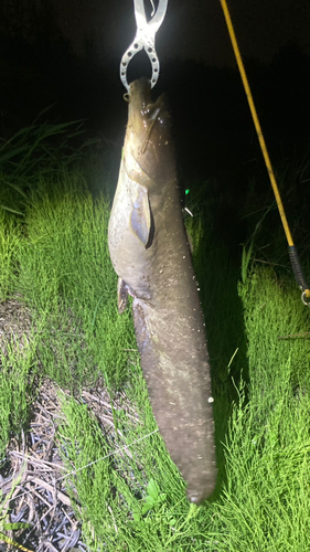 マナマズの釣果