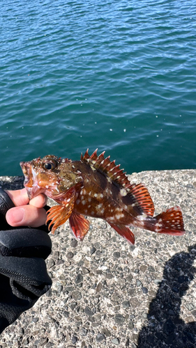 カサゴの釣果