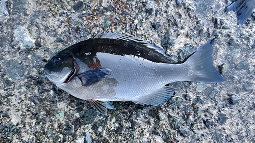 メジナの釣果