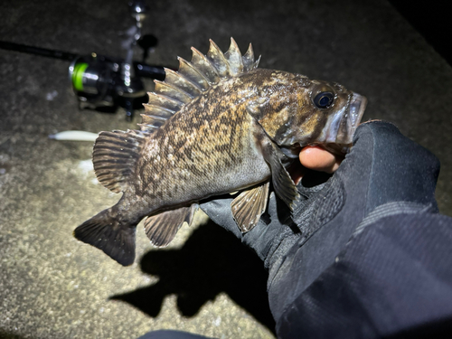 クロソイの釣果