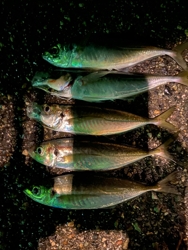 アジの釣果