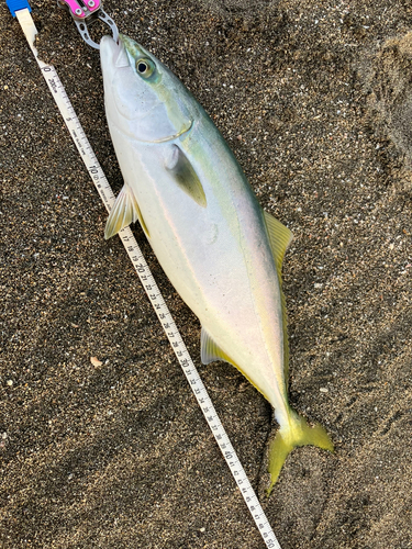 イナダの釣果