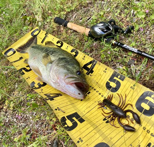 ブラックバスの釣果