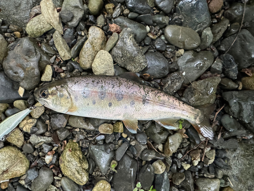 ヤマメの釣果