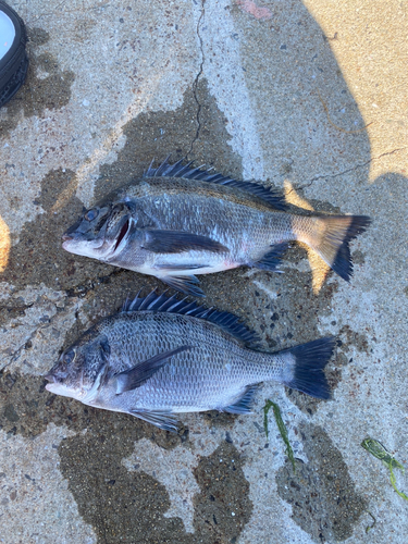 チヌの釣果