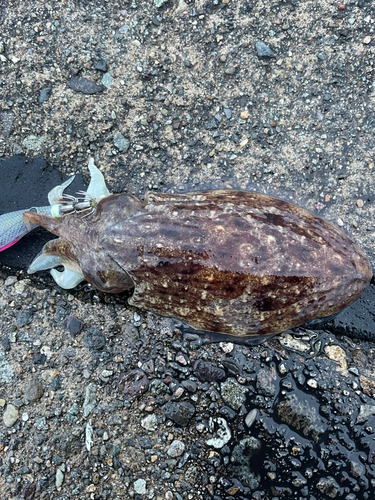 コウイカの釣果