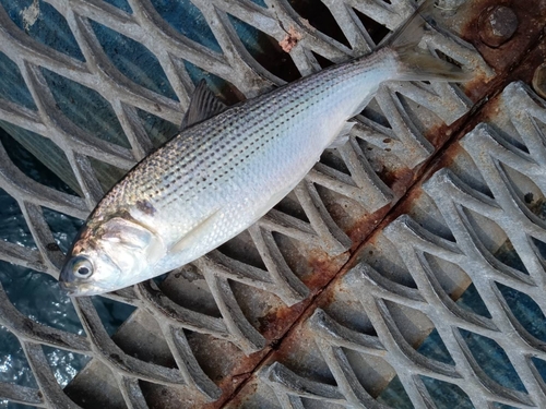 コノシロの釣果