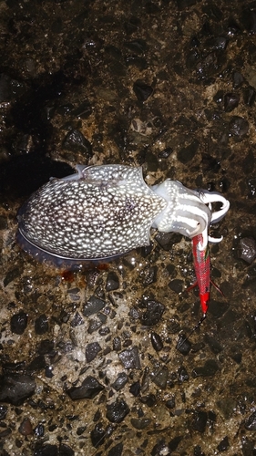 シリヤケイカの釣果