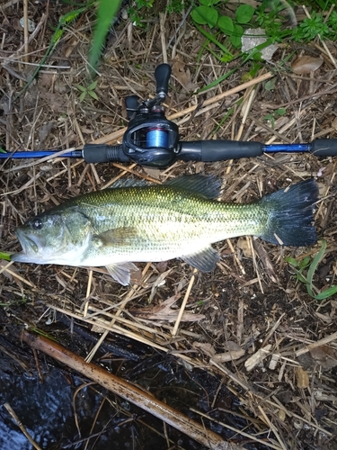 ラージマウスバスの釣果