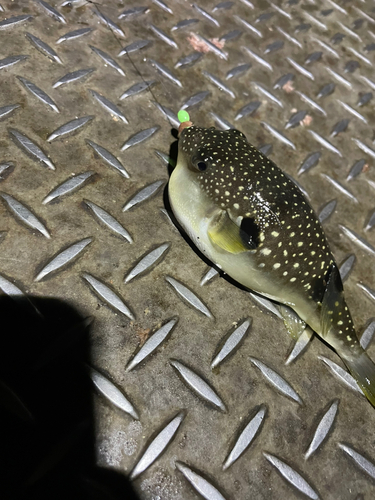 ショウサイフグの釣果