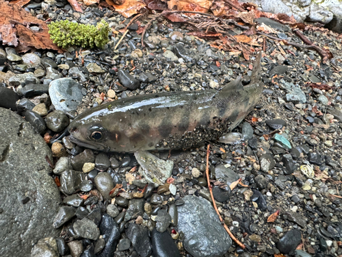 ヤマメの釣果