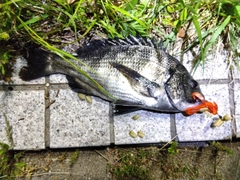 チヌの釣果