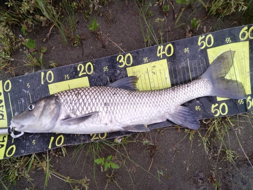 ニゴイの釣果