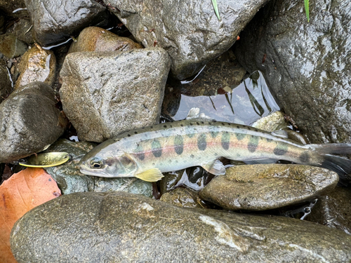 ヤマメの釣果