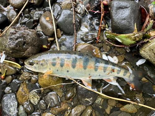 ヤマメの釣果