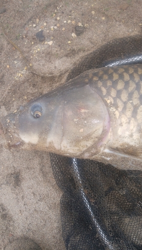 コイの釣果