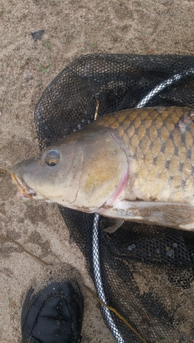 コイの釣果