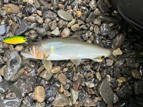 アユの釣果