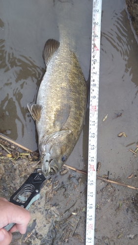 スモールマウスバスの釣果