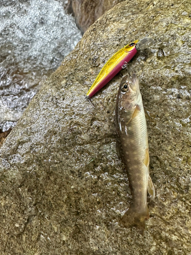 イワナの釣果