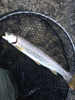 アメマスの釣果