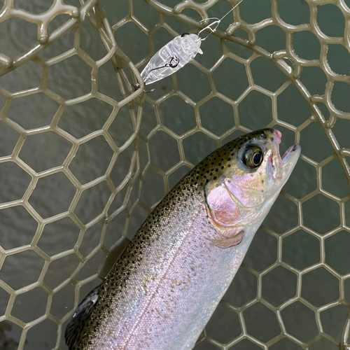 ニジマスの釣果