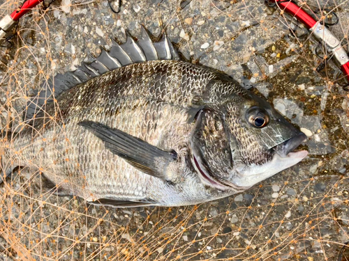 クロダイの釣果