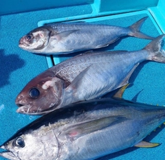 キハダマグロの釣果