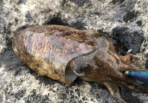 コウイカの釣果