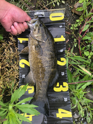 スモールマウスバスの釣果