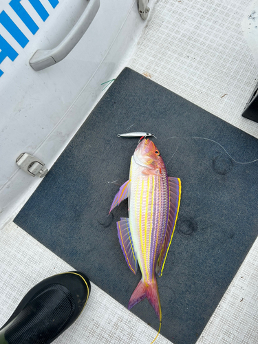 イトヨリダイの釣果