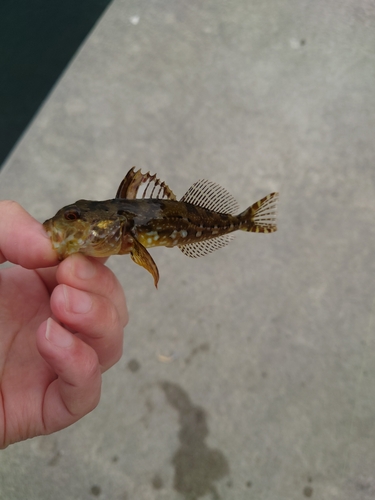 アナハゼの釣果