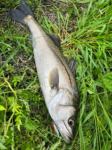 スズキの釣果